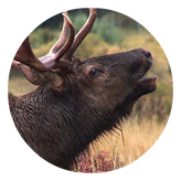 DAROUND 313 Gone Hunting (Elk)